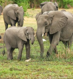 Resa till Kenya: Upptäck Afrikas mångfald, kultur och vilda djur