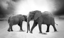 Resa till Tanzania: Upptäck Afrikas mångfald och skönhet