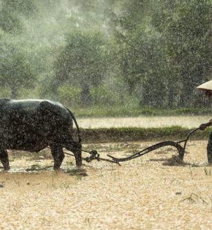 Sri Lanka Resa: Upptäckningen av paradisön