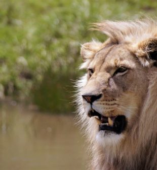 Unika upplevelser med spännande temaresor